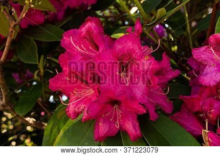 Rhododendron Nova Zembla In Garden. Season Of Flowering Azaleas (rhododendron).