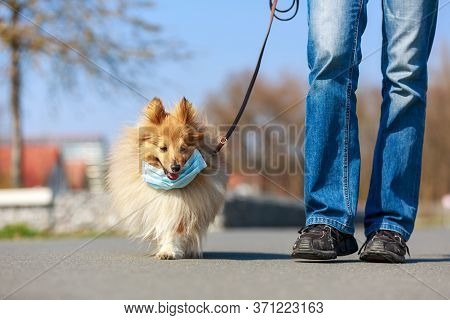 To Go For A Walk With A Shetland Shepdog With A Mask