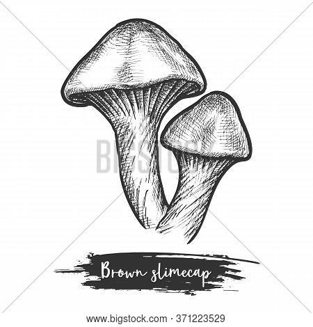 Hand Drawn Sketch Of Brown Slime Cap Or Mushroom