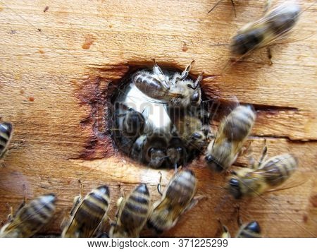 Winged Bee Slowly Flies To Beehive Collect Nectar On Private Apiary From Live Flowers. Apiary Consis