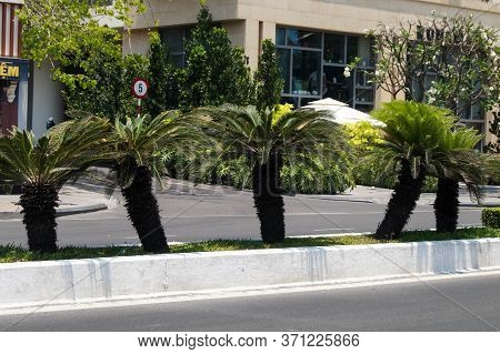 Nha Trang, Vietnam - April 8, 2016: Street Art For Palm Trees