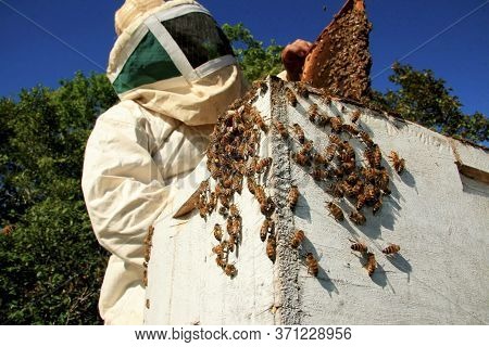 Eunapolis, Bahia / Brazil - May 11, 2009: Beekeeper Is Seen Next To The Bee Hive In The City Of Euna