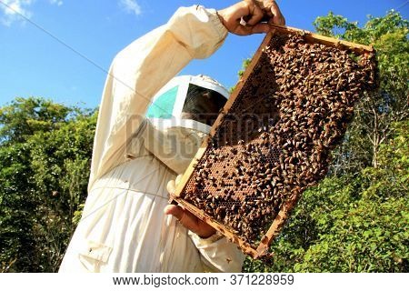 Eunapolis, Bahia / Brazil - May 11, 2009: Beekeeper Is Seen Next To The Bee Hive In The City Of Euna