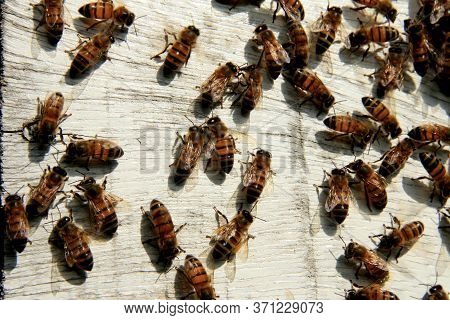 Eunapolis, Bahia / Brazil - May 11, 2009: Bees Are Seen In A Beehive In The City Of Eunapolis.