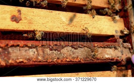 Eunapolis, Bahia / Brazil - May 11, 2009: Bees Are Seen In A Beehive In The City Of Eunapolis.
