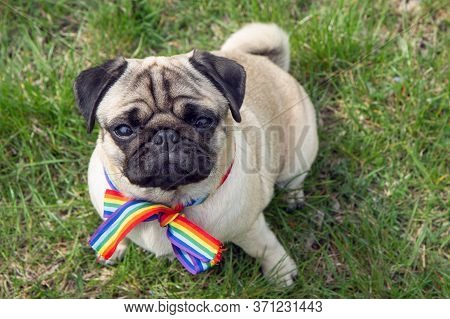 Dog On The Street With Rainbow Flag