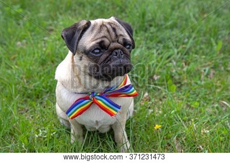 Dog On The Street With Rainbow Flag