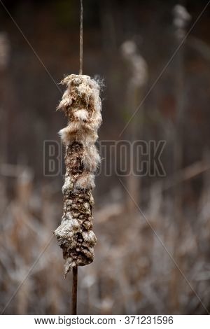 Wetland Area With Fluffy Bulrushes And Reeds.