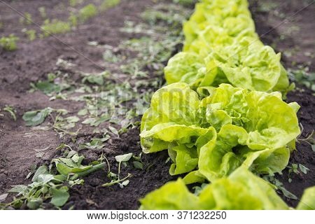 Summer Work In The Garden. Weeding, Weed Removal From Leaf Lettuce Beds