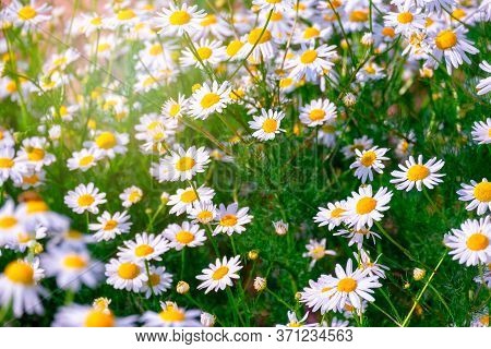 Chamomile Flowers Field Background In Sunlight. Beautiful Nature Scene With Blooming Medical Chamomi