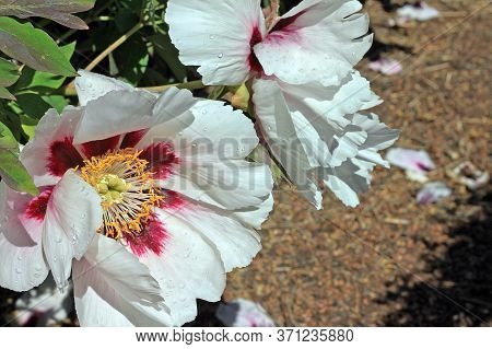 Paeonia Rockii Is Cultivated As An Ornamental Plant In Asia And The West.  It Is Used As An Herbal R