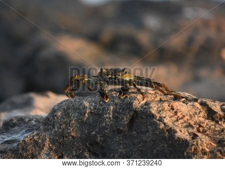 Fantastic Direct Look At Live Soft Shelled Crab.