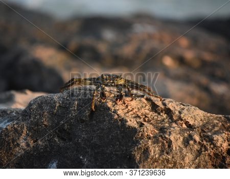 Crab Creeping Up And Balancing On Top Of A Rock.