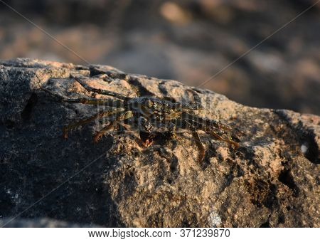 Soft Shelled Crab In Aruba On A Rock.
