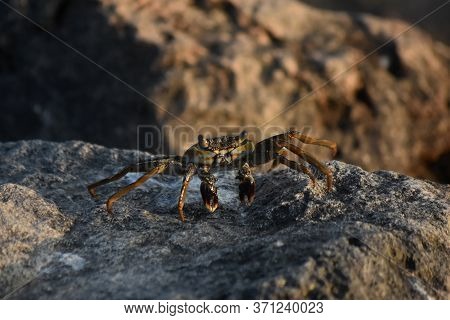 Fantastic Direct Look At A Soft Shelled Crab In Aruba.