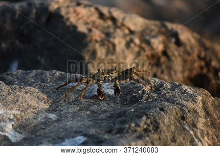 A Small Soft-shelled Crab Crawling Across A Rock In Aruba.