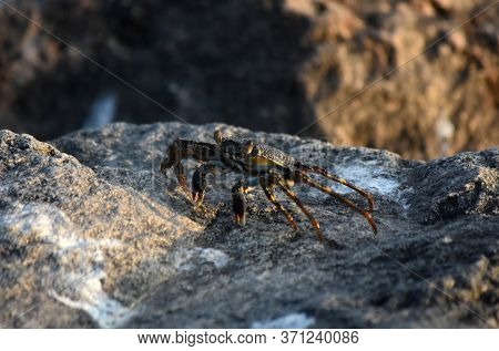 Soft Shelled Crab Walking On A Volcanic Rock.