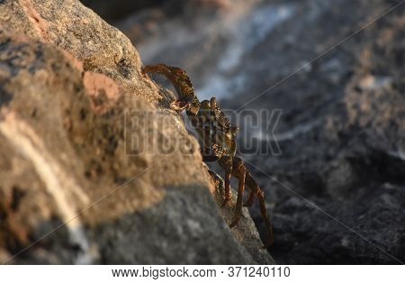 Grey Swimming Crab Climbing On A Rock In Aruba.