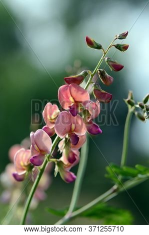 Peach Colored Australian Indigo Flowers, Indigofera Australis, Family Fabaceae. Widespread In Woodla