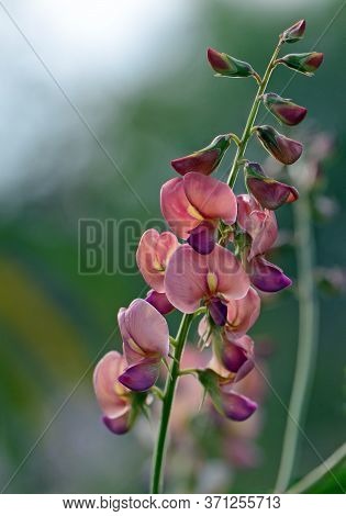 Peach Colored Australian Indigo Flowers, Indigofera Australis, Family Fabaceae. Widespread In Woodla