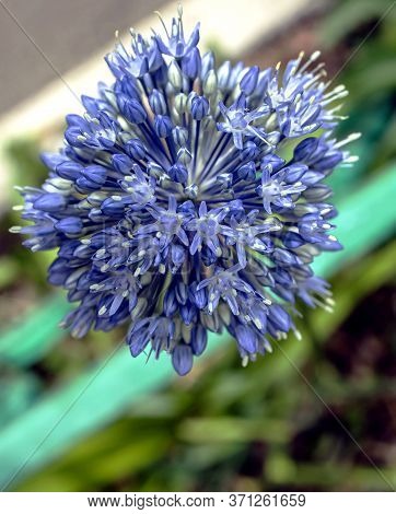 Blooming Blue Decorative Onion Plant With The Latin Name Allium Caeruleum On A Blurred Natural Backg