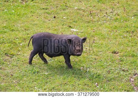 Small Undersized Black Pig On A Green Lawn. Selective Focus