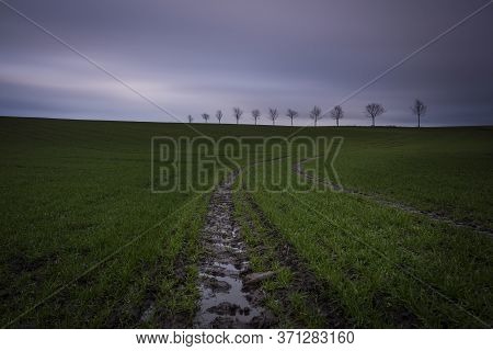 Trees On A Field Near Kalundborg In Denmark