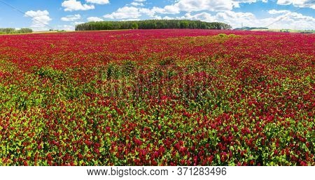 Panoramic photo of a red blooming crimson clover field (Trifolium incarnatum) with forest in the back