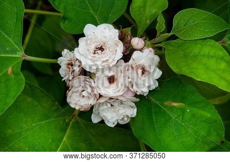 A Beautiful Colourful White Tropical Flower Chinese Glorybower (clerodendrum Chinense)