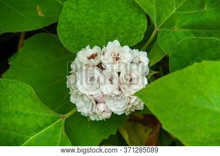 A Beautiful Colourful White Tropical Flower Chinese Glorybower (clerodendrum Chinense)