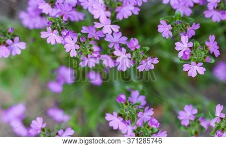 Small Purple Erinus Alpinus Flowers Near Stone Wall. Floral Background.