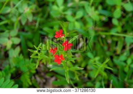 Beautiful Red Tropical Single Flower Of Witchweed (striga Asiatica) In A Green Lush Field, Seychelle