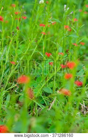 Beautiful Red Tropical Single Flower Of Witchweed (striga Asiatica) In A Green Lush Field, Seychelle