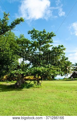 Green Tropical Tree : Sea Almond (terminalia Catappa), Seychelles