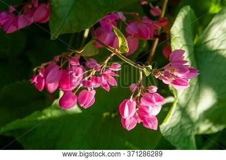 Beautiful Pink Wild Tropical Flower Of Coral Bells (antigonon Leptopus) In A Green Lush Field