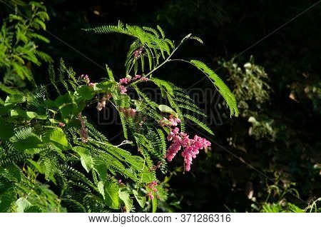 Beautiful Pink Wild Tropical Flower Of Coral Bells (antigonon Leptopus) In A Green Lush Field