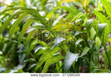 Close-up Of A Green Leaves Of Polypody Family, Polypodiaceae With Back Light