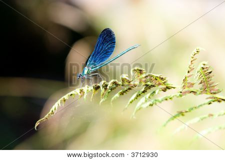 blau Libelle