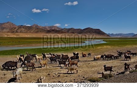 Tajikistan. North-eastern Section Of The Pamir Highway. A Herd Of Goats Graze In The Valley Of The M