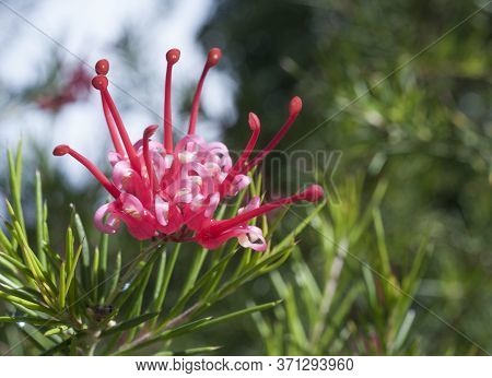 Grevillea Flower In Bloom In Spring In Italian Park