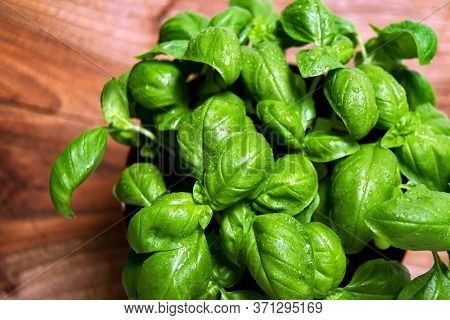 Green Leafs Of Genovese Basil (ocimum Basilicum) Culinary Herb Used For Genoese Pesto Sauce. Italian