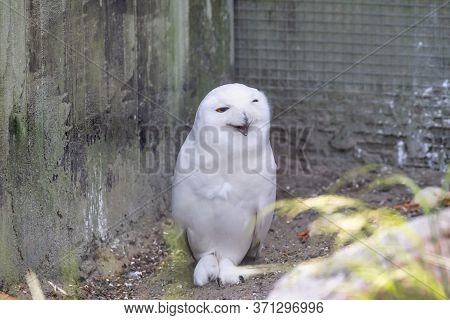 Snowy Owl Sits On The Ground Looking Straight Into The Camera