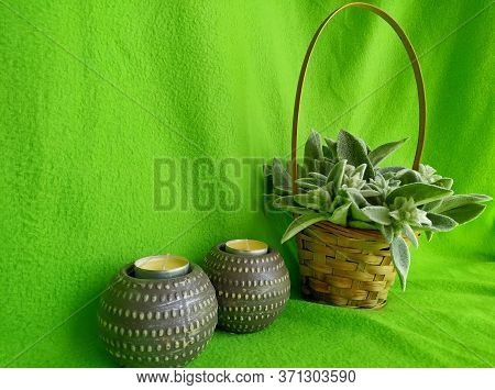 Plant Woolly Stachys With Soft Fluffy Leaves In A Wicker Basket With Two Shaffron Candles On A Green