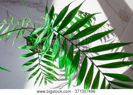 Green Tropical Leaves White Marble Pattern Texture Abstract Backgroundbackground.palm In Pastel Blue