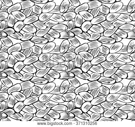 Endless Texture With Black Contour Seeds, Cocoa Beans On The Transparent Background. Vector Illustra