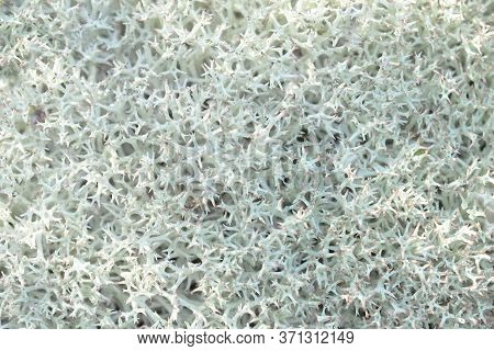 Reindeer Moss Background, Cladonia Stellaris. Gray Moss