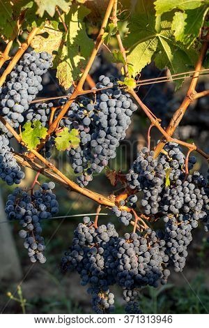 Close Up Of Red Merlot Grapes In Vineyard. Medoc, Gironde, Aquitaine. France