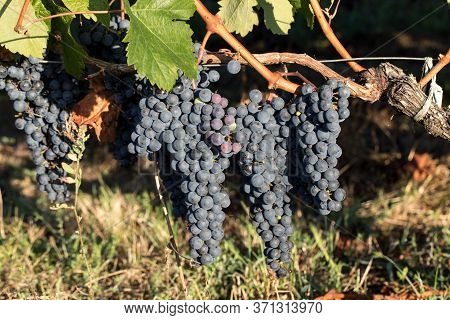 Close Up Of Red Merlot Grapes In Vineyard. Medoc, Gironde, Aquitaine. France