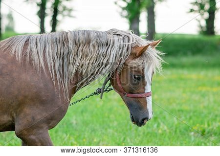 Silvery Bay Horse In A Field On A Paddock.