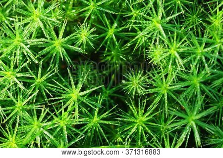 Polytrichum Commune Covered On Dew, Top View. Natural Green Background. Forest Floor, Decorative Mos